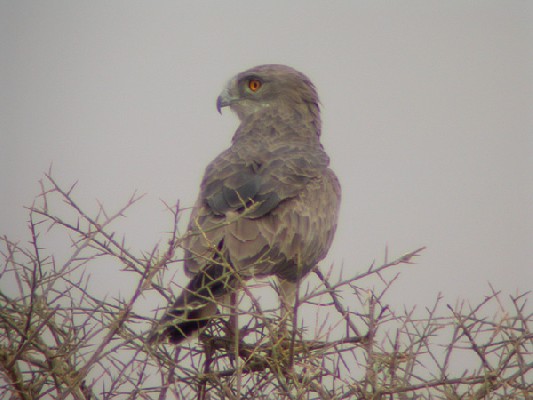 Beaudouin's Snake Eagle - Circaète de Beaudouin