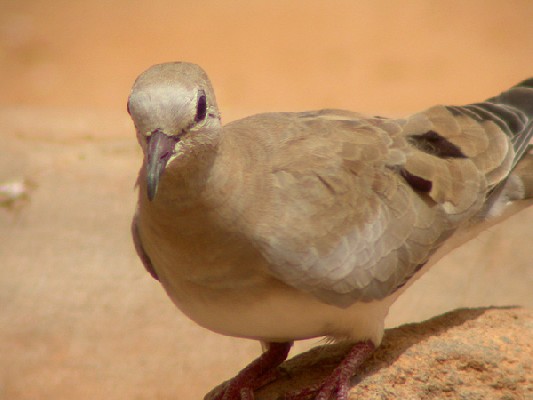 Namaqua Dove - Tourtelette masquée