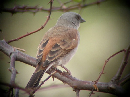 Northern Grey-headed Sparrow - Moineau gris