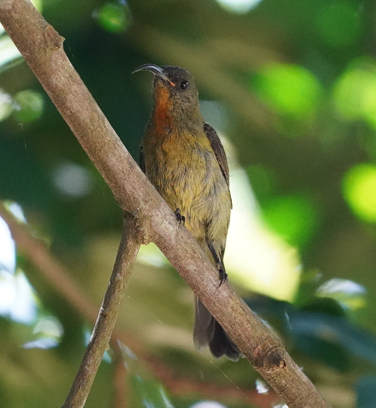 Olive Sunbird - Female