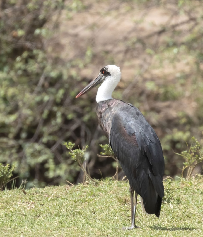 Masai Mara