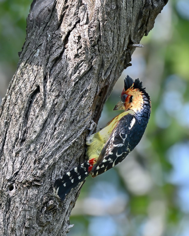 Crested Barbet