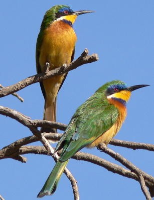 Ethiopian Bee-eaters