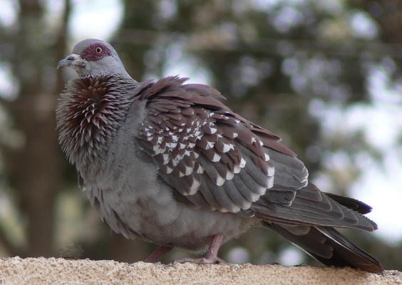 Speckled Pigeon