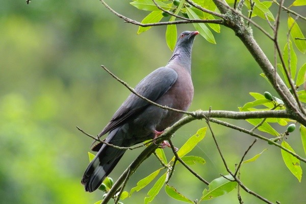 Dark-tailed Laurel Pigeon