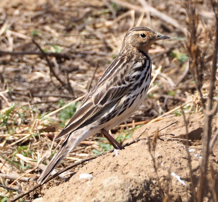 Red-throaded Pipit