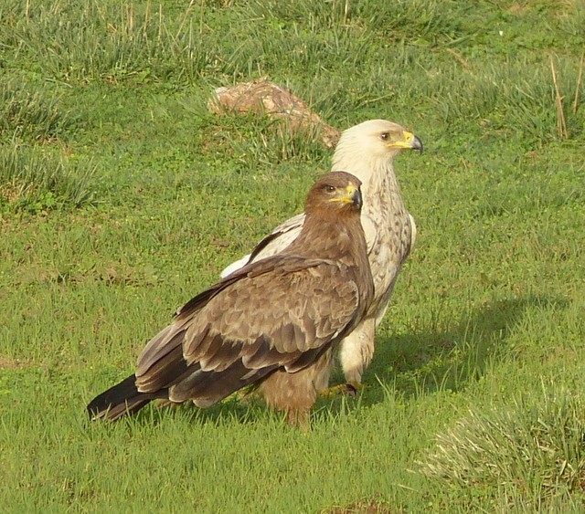 Tawny Eagles, dark and light-creamy morph