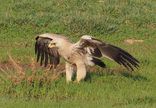 Tawny Eagle, light-creamy morph