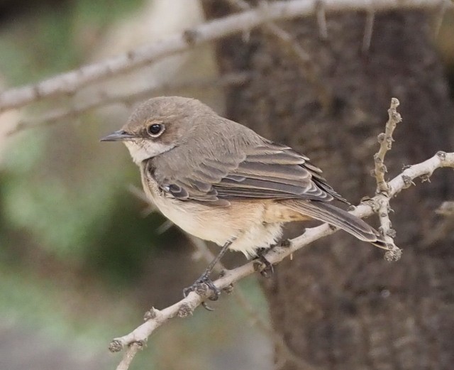 Brown-tailed Rock Chat