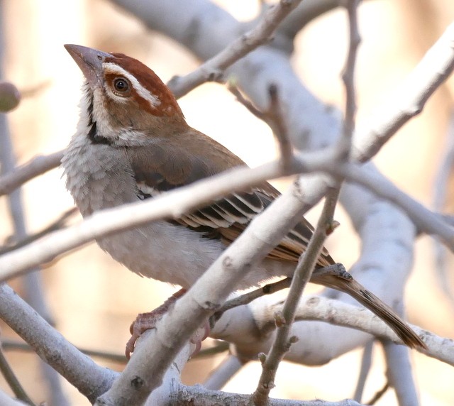 Chestnut-crowned Sparrow-weaver