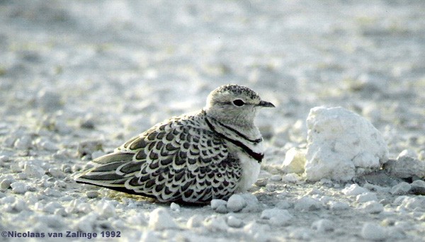 Double-banded Courser