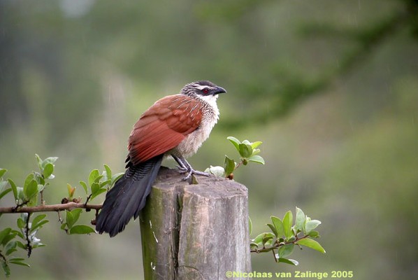 White-browed Coucal