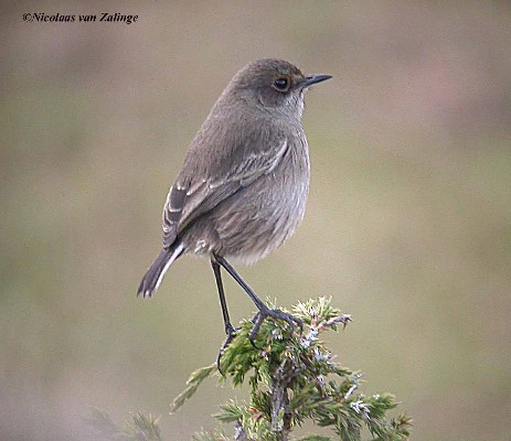 Alpine Chat, Bale mountains, Jan07