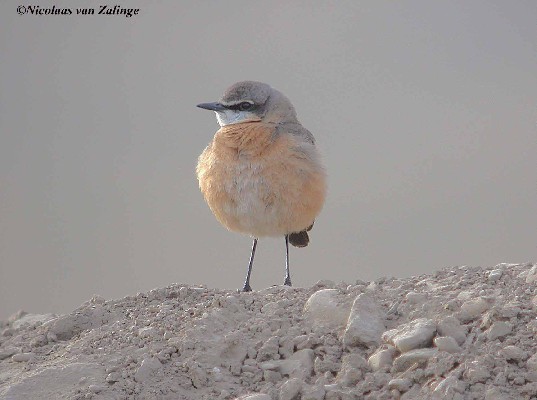 Botta's Wheatear