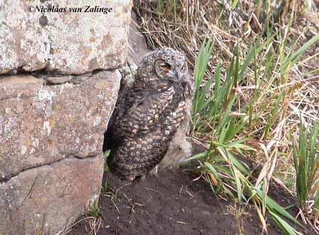 Cape Eagle Owl young