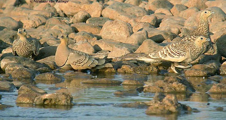 Chestnut-bellied Sandgrouse male & females