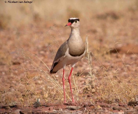 Crowned Plover