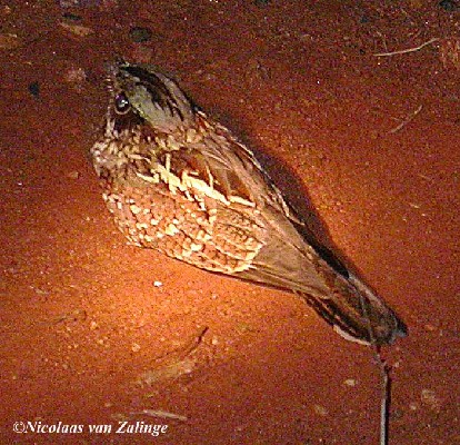 Donaldson-Smith Nightjar