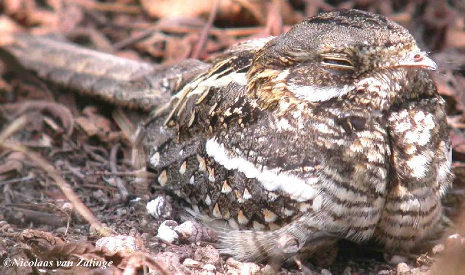 Slender-tailed Nightjar