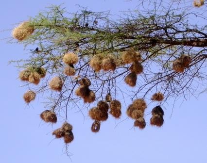 Black-capped Social Weaver colony