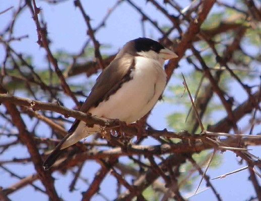 Black-capped Social Weaver
