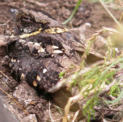 Montane Nightjar