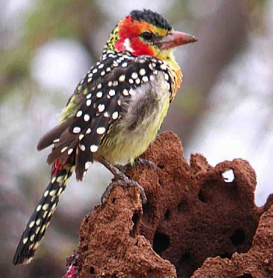 Red-and-Yellow Barbet