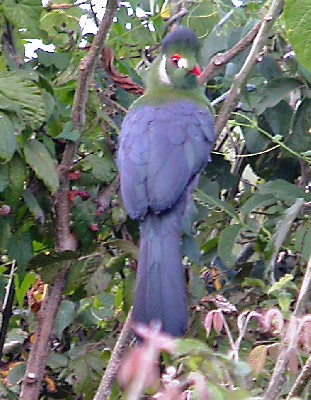 White-cheeked Turaco ('leucotis' race)