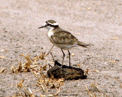 Kittlitz's Plover