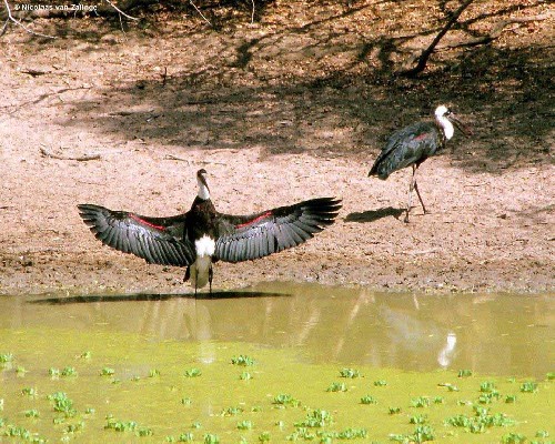 Woolly-necked Storks