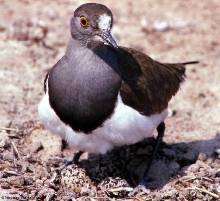Lesser Black-winged Plover