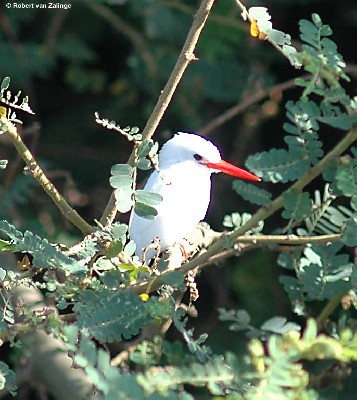Malachite Kingfisher leucistic form