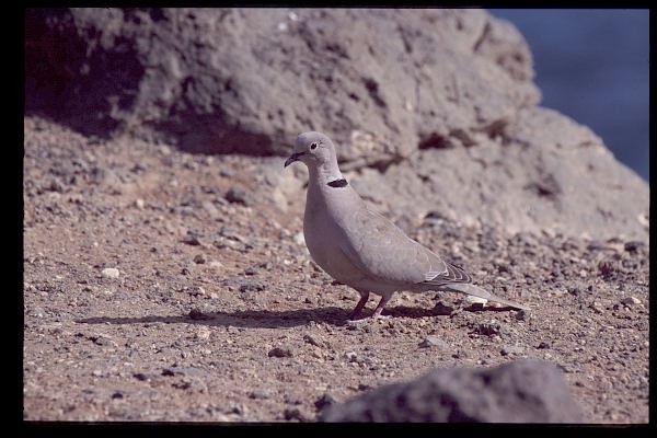 Eurasian Collared Dove on the ground