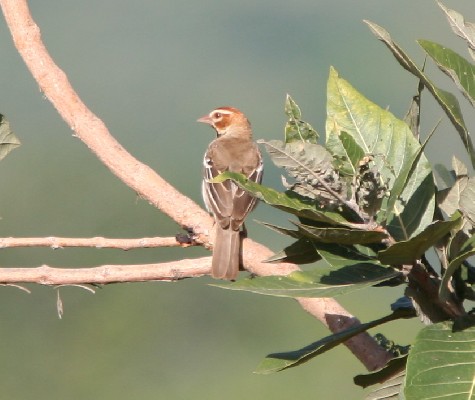 Chestnut Crowned Sparrow Weaver