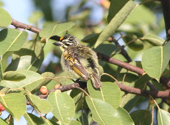 Yellow Fronted Tinkerbird