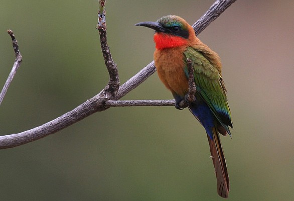 Red-throated Bee-eater