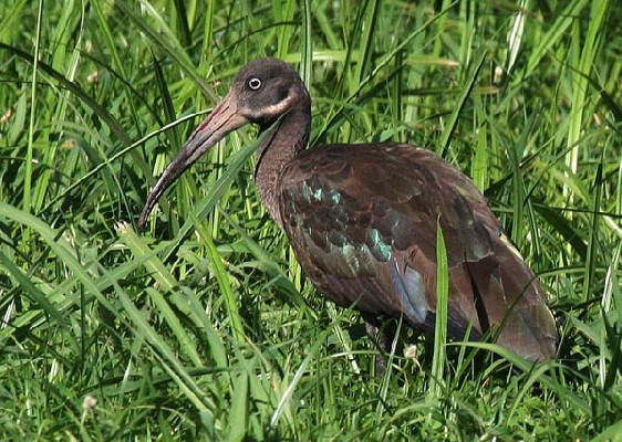 Hadeda Ibis