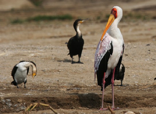 Yellow-billed Stork