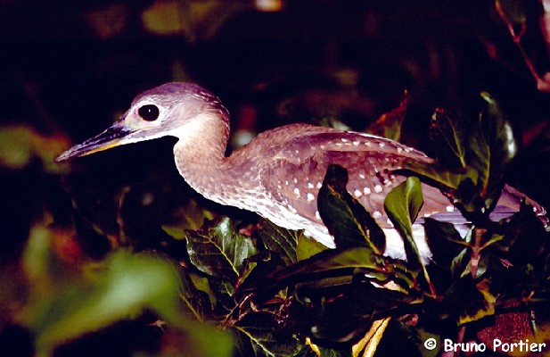 White-backed Night Heron