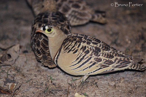 Four-banded Sandgrouse