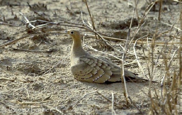 Chestnut-bellied Sandgrouse