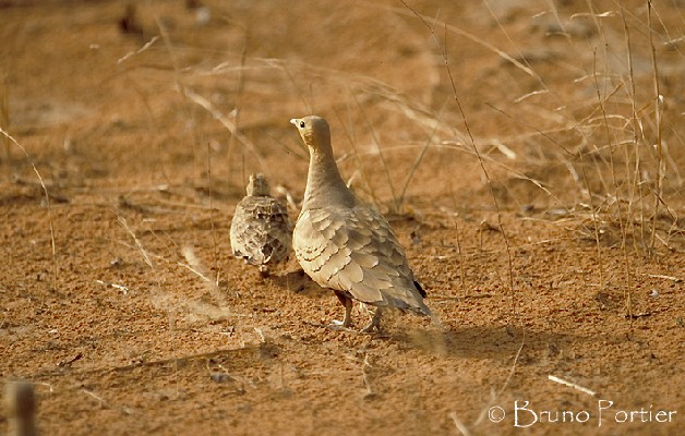 Chestnut-bellied Sandgrouse