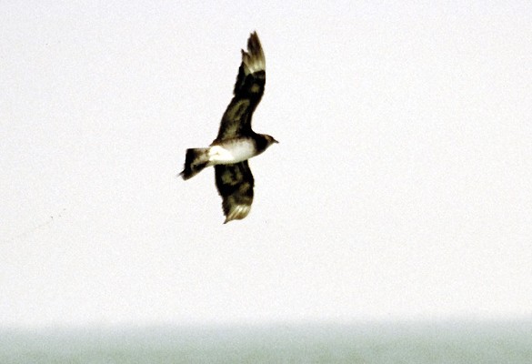 Arctic Skua
