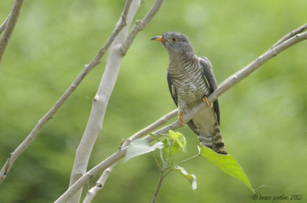 African Cuckoo