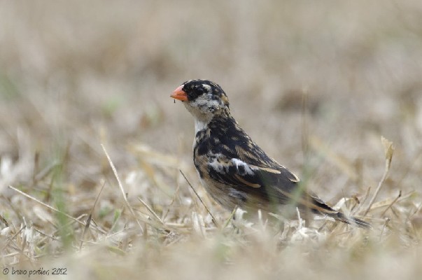 Male Pin-tailled Whydah moulting to non breeding plumage