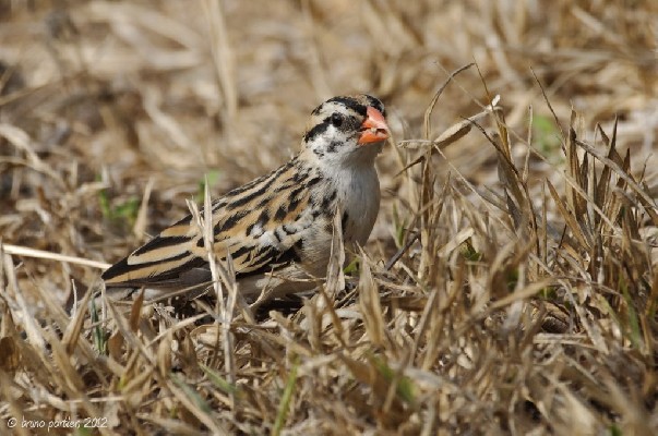 Male Pin-tailled Whydah moulting to non breeding plumage