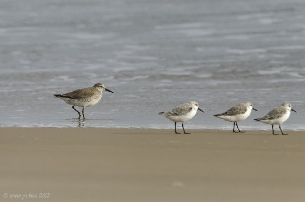Adult winter Red Knot (with sanderlings)