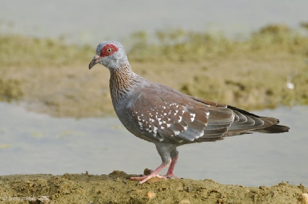 Speckled Pigeon in Cotonou