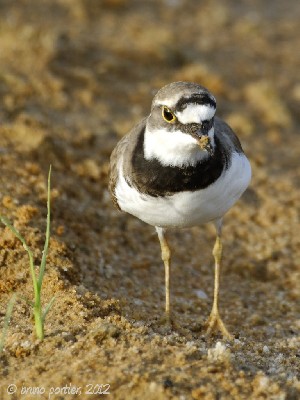 Little ringed Plover in Cotonou harbour