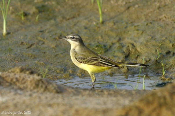 Yellow Wagtail of 'flava' ssp